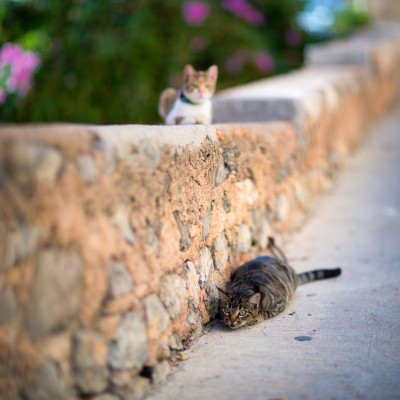 Cute cats, Port de Sóller #BalearicIslands #Spain