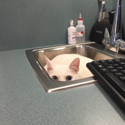 Hiding from the Vet