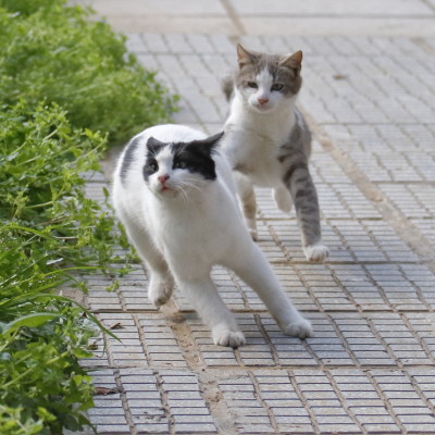 High speed chase