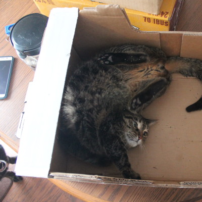 He got a new box with a handful of catnip in it. Things got weird.