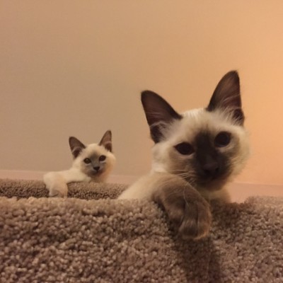 My two kittens being copy cats on the wall furniture