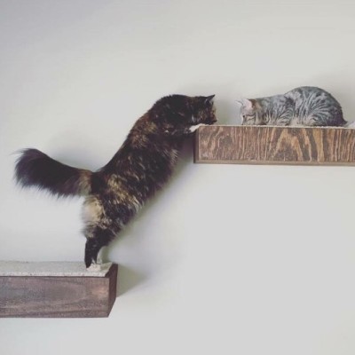 Exploring new cat shelves