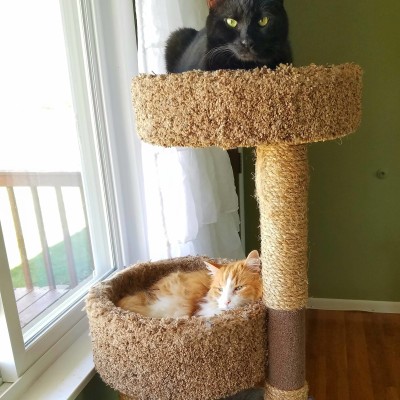 My cat tree is in full bloom