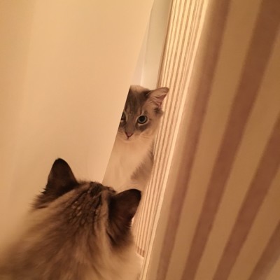 Couldn't find my kitties. Found them having a secret meeting behind the shower curtain