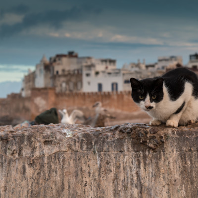 Cat and #Essaouira, #Morocco