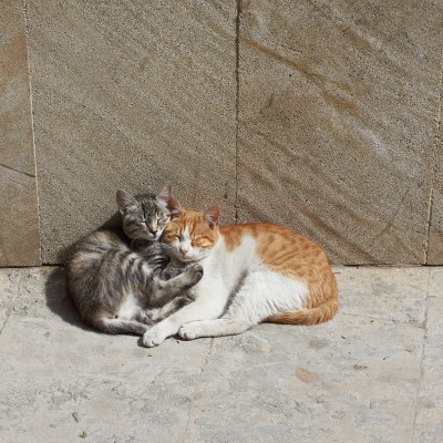 Cats in #Baku #Azerbaijan, enjoying the spring sun