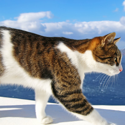 Cat walking beside the Island #Santorini #Greece