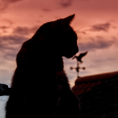 Cat silhouette with duck