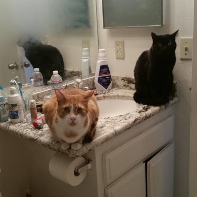 My cats appear to become very concerned with my mental and physical wellbeing when I shower; i think they start questioning my judgment.