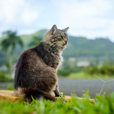 a majestic cat I ran into while visiting the Byodo-In Temple @ #Oahu #Hawaii