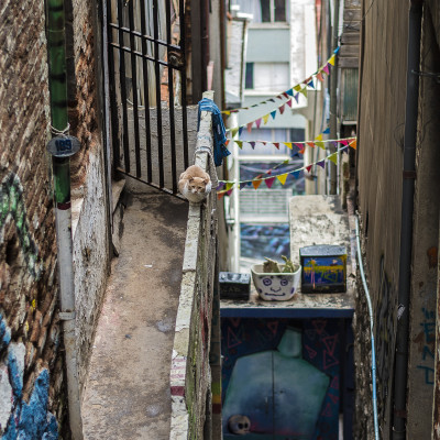 A cat and a smile, 189 street #Valparaíso #Chile