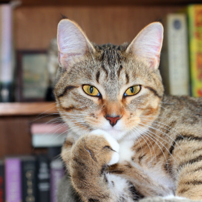 The Library Cat