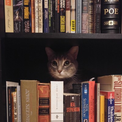 Cat librarian