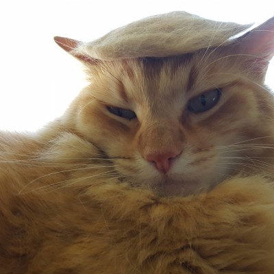 I made a Trump wig for my cat out of his fur.