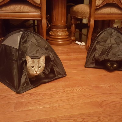 Cat camping. For real :)