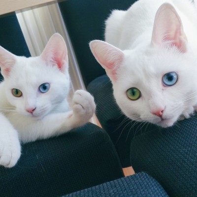 Sisters with Heterochromia. Meet Daisy and Lillie!