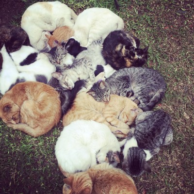 A pile of cats at Kennedy Park, #Miraflores #Peru