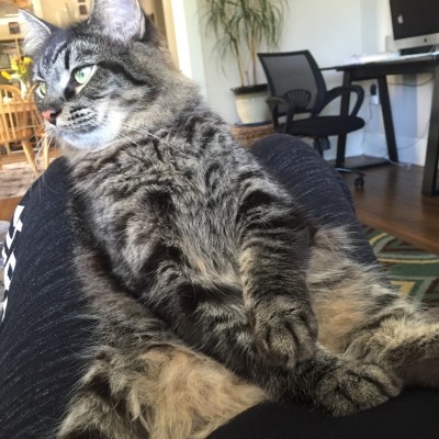 My friend is pregnant and her cat likes to sit like this