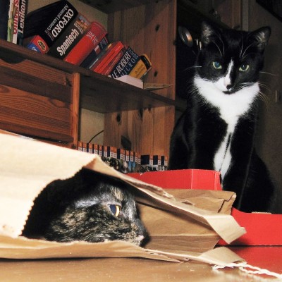 One of my cats loves boxes, the other insists on bags