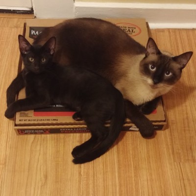 This pizza is ours now..