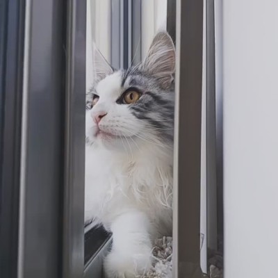 My cat "chirping" at birds on the balcony