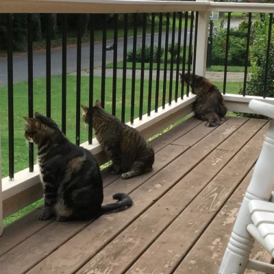 Guard Cat Squad Deployed