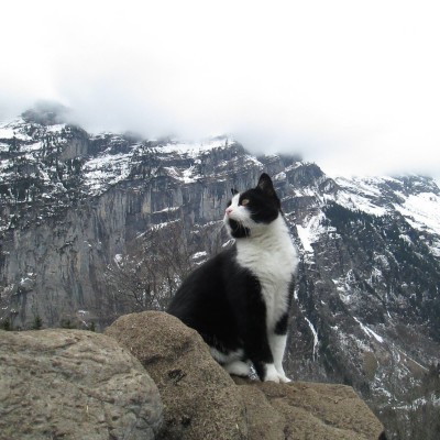 The cat that guided me down the mountain when I got lost in Gimmelwald, #Switzerland