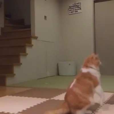 Cat leaping in slow motion