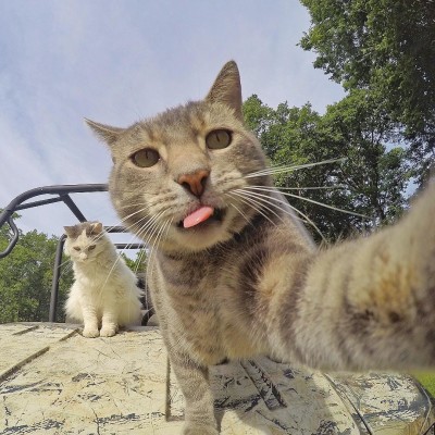 Manny the selfie taking kitty