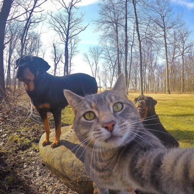 Manny the selfie taking kitty