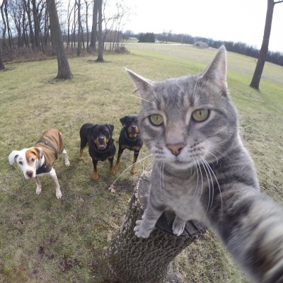 Manny the selfie taking kitty