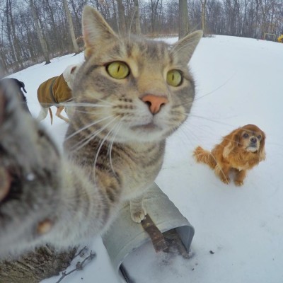 Manny the selfie taking kitty