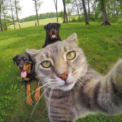 Manny the selfie taking kitty