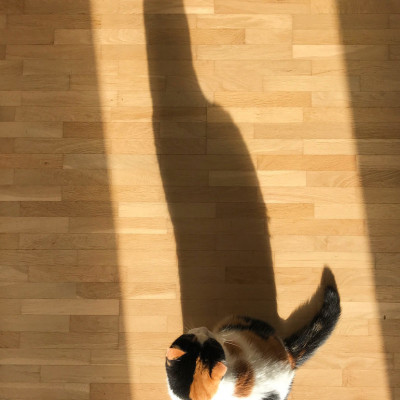 Batcat