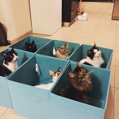 My cat collection