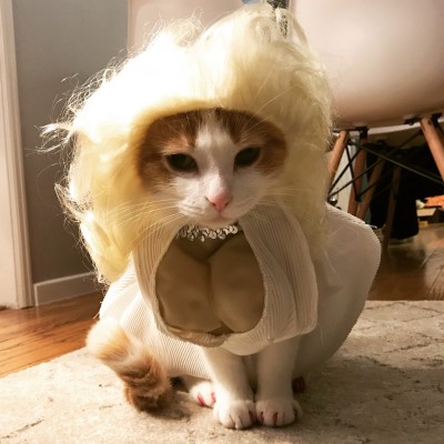 Meowlyn Monroe