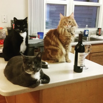 Because even cats like wine.