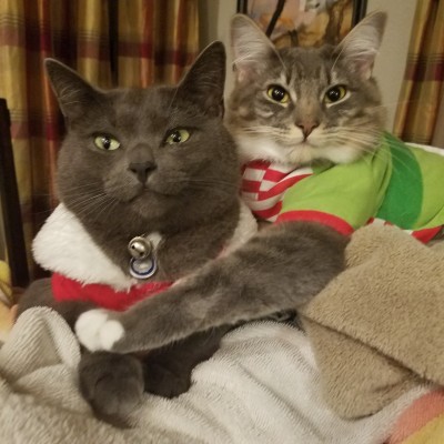 My cats take the best Christmas pictures...