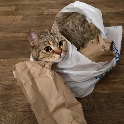 The ultimate bag cat