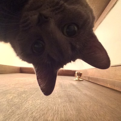 Cat wanted in the bathroom so I slid my phone under the door.