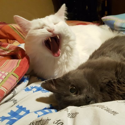 Vampire cat and his prey