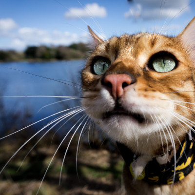 Bengal Cat