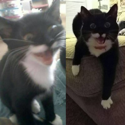 uno as a kitten in 2011, to Juno last year at 5 years old. Some things never change.