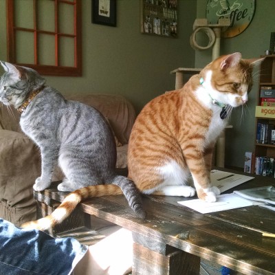 My cats are posing for their indie band album cover