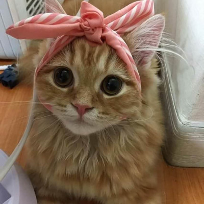 Beautiful bow on a beautiful cat...!