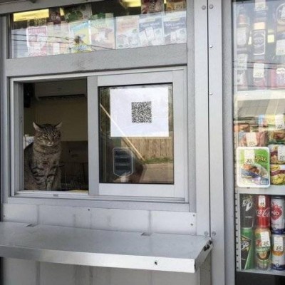 Pay or leave, human