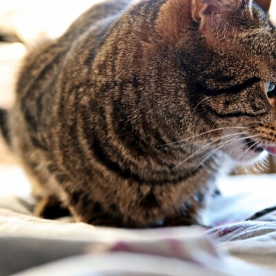 Well...that is a tongue! Mittens being silly after eating a fly.