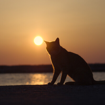 Greece. Sunset cat